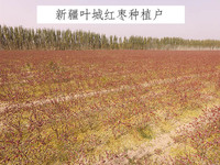 新疆叶城红枣种植户