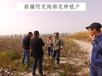 新疆阿克陶棉花种植户